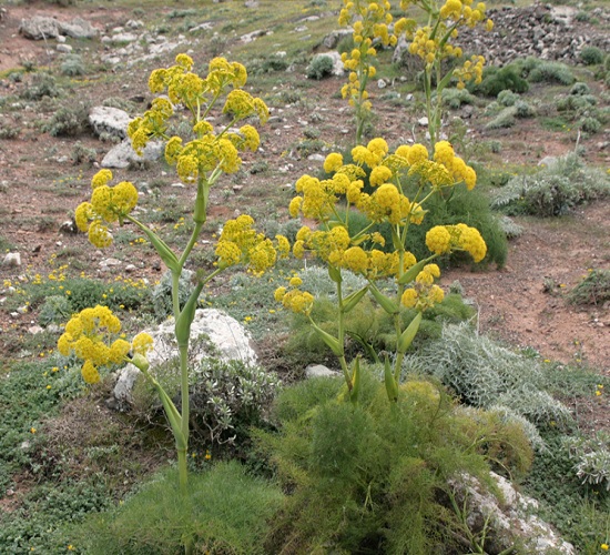 Asafoetida, Effective,Endemic Plant Of Iran