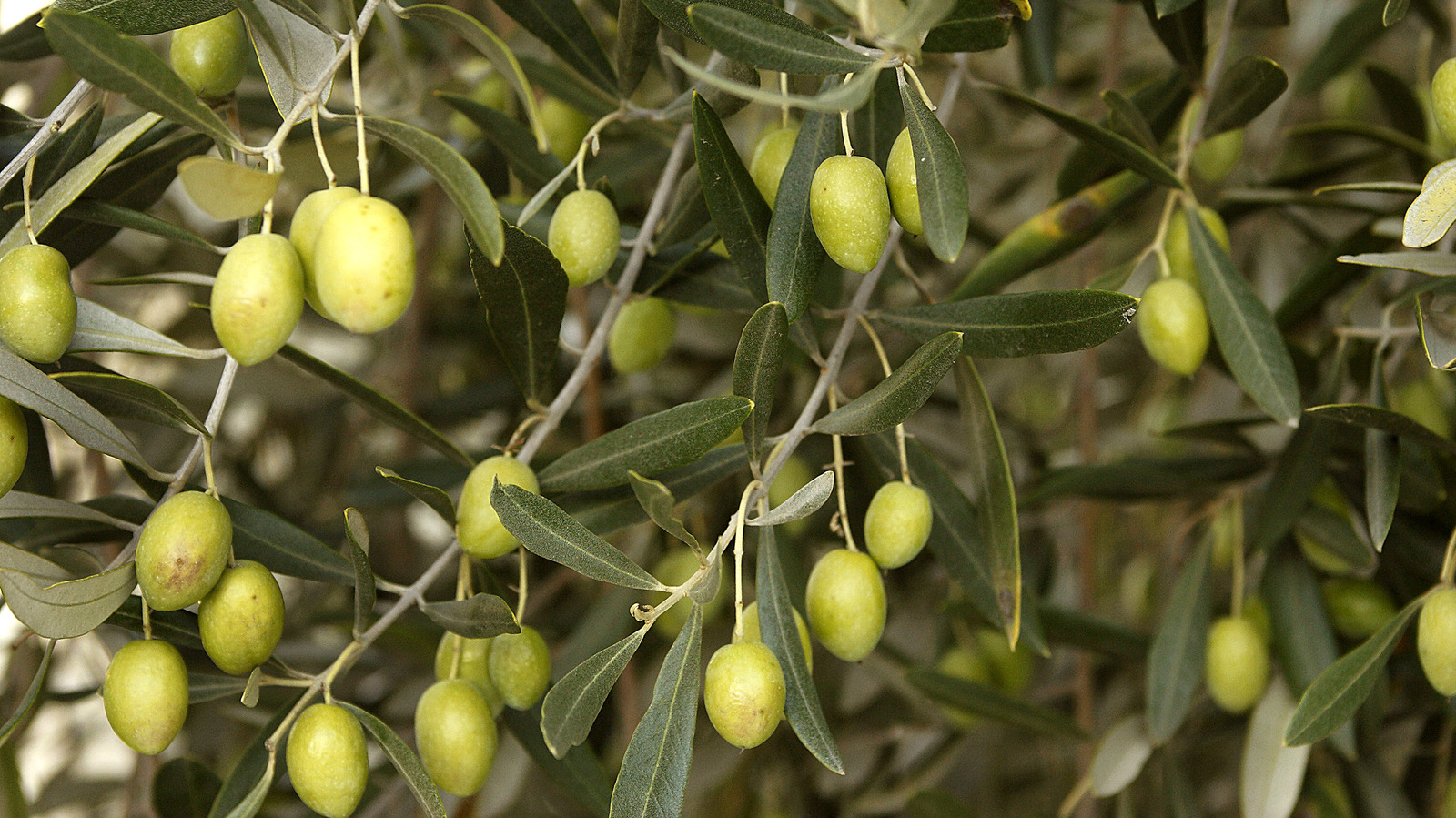 Olive Leaf And Hematological Parameters